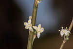 Florida beargrass